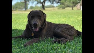 Chesapeake Bay Retriever  EP 16 [upl. by Harv]