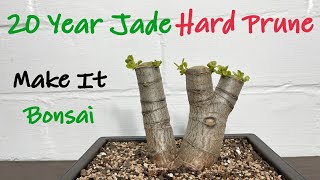 My 20 Years Old Jade Plant Hard Pruning  Crassula Ovata Crosby Pruning [upl. by Thorndike]