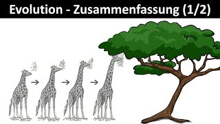 Evolution Einführung  Zusammenfassung 12  Biologie Oberstufe Abitur [upl. by Nanor]