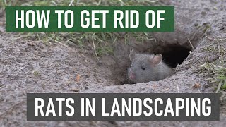 How to Get Rid of Rats in Gardens amp Ornamental Landscapes [upl. by Towroy]