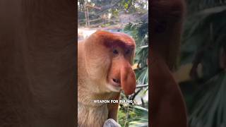 Worlds Largest Nose Monkey proboscismonkey animals shorts [upl. by Mela395]