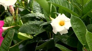 Mandevilla vine brings beautiful blooms all summer [upl. by Slemmer185]