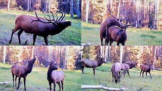 Elk Hill Part 2  2024 Trail Cam [upl. by Irem628]