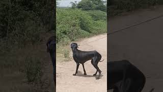 Maharashtrian karvani dog best hunting dog very muscular and big chest high energy level dog [upl. by Calvina]