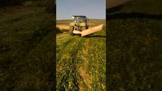 Siega de Crotalaria Juncea en Cordoba wwwefectosolucionescom [upl. by Aynos]