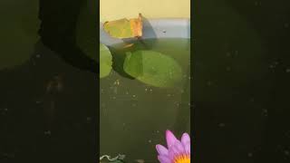 Water Lily Pond relaxing meditationmusic relaxingmusic nature viralvideo love instumentalmusi [upl. by Tamarah233]