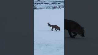 Old footage Daryl got of a Fox on Denali Highway ❤️🦊 [upl. by Tilla]