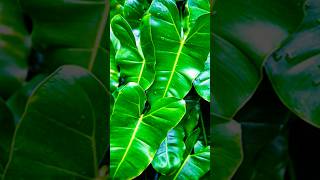 Repotting Philodendron plantgardenplantsphilodendronyoutubeshorts [upl. by Siryt873]