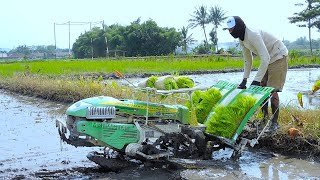 Sekarang Tanam Padi Pakai Mesin Penanam Canggih Transplanter Indo Jarwo [upl. by Spielman604]