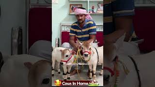 😍 1 To 2 feet height cattle😘 shortest cows breed youtube viral reels miniature trend youtube [upl. by Ennovart]