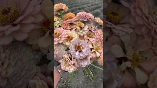 Floret Original Zinnia ‘Precious Metals’ [upl. by Kenti]