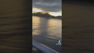 Running dogs late at night racebassboat tennessee [upl. by Cirderf396]