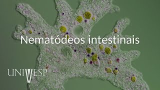 Parasitologia  Aula 09  Nematódeos intestinais [upl. by Sunshine798]