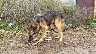 Someone Abandoned Poor Dog and He Has To Live in Bushes now and Beg for Help [upl. by Papagena]