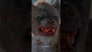 Hyenas vs Lion facts science shorts youtubeshorts hyena animals [upl. by Enoitna419]