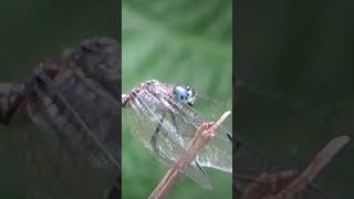 a fabulous blue dragonfly [upl. by Julia]