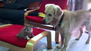 Cat hisses at dog [upl. by Nolitta845]