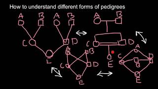 How to understand different forms of pedigrees 2 [upl. by Gilberta764]