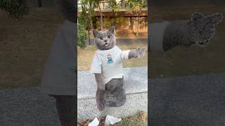 Dont Throw It✋ Its A Surprise Snack For The Squirrel🐿️🌰 catvideos catmemes trending [upl. by Kassie]