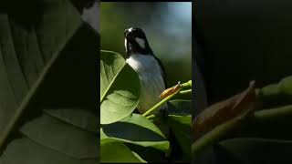 Canto de Pássaros  BIGODINHO  Lined Seedeater birds cantodepassaros aves [upl. by Bridges]