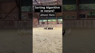 sorting algorithm in nature 😂😯programmer developer code algorithm codingmemes [upl. by Mccormac]