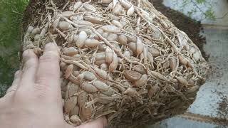 Dividing n repotting my two year old absolutely root bound asparagus fern densiflora sprengeri🌿🌿 [upl. by Enaht]