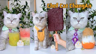 The cat chef made the biggest ice cream and summer treatcatofyoutube catcookingfood food [upl. by Savitt713]