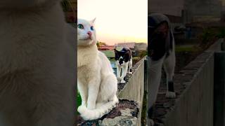 Cute baby cats subscribe shorts cat cartoon shafa naat [upl. by Carlin]