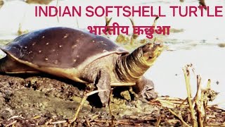 indian softshell turtle care [upl. by Nirek851]