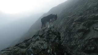 Sharp Edge Blencathra October 29th 2024 [upl. by Neicul]