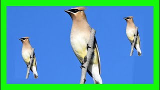 Cedar Waxwing Bird Song Call Chirp Sound Voice  Ampelis Americano Canto  Bombycilla Cedrorum [upl. by Arekahs]