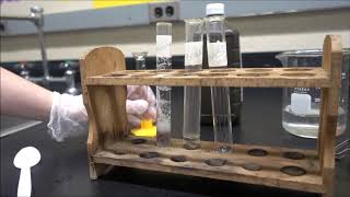 Investigating Enzymes in Liver [upl. by Aimekahs]