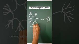 neuron diagram  neuron drawing  neurone diagram neuron diagram drawing [upl. by Annitsirhc]