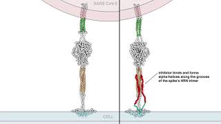 Intranasal fusion inhibitory lipopeptide prevents direct contact SARS CoV 2 [upl. by Koran]