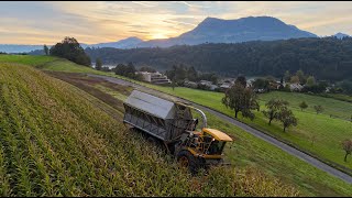 Bunkerhacker quotChäferquot 🇨🇭🌽 bei der Maisernte mit LKW und Traktoren [upl. by Dnalon110]