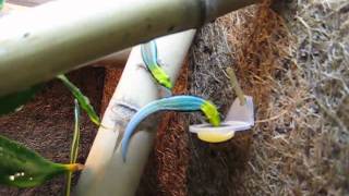 Phelsuma klemmeri feeding1 [upl. by Iolanthe]