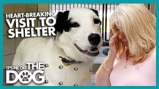 Dog Shelter Proves Too Much For Owner  Its Me or the Dog [upl. by Yruoc946]