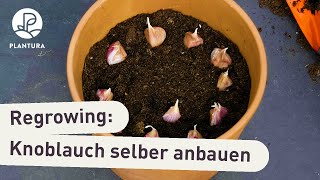 Regrowing Knoblauch im Topf anbauen Anleitung [upl. by Naj]