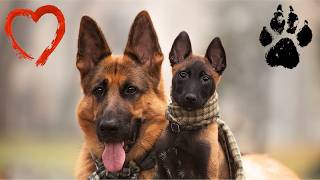 Can Nicole the German Shepherd HANDLE the Energetic Malinois Puppies [upl. by Claudina274]