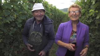 LiveVendanges jour 1  vendanges manuelles à Orschwihr le REPLAY [upl. by Thisbe276]