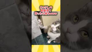 ネコさんの動画見て笑ったら寝ろwwwww [upl. by Hadlee921]