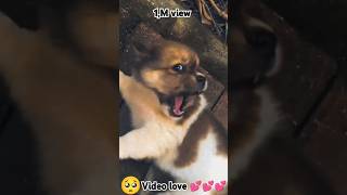 Love dog 🐕🐕🐶 song music love lovesong tamil doglover brokenmylife cute musiclove [upl. by Ahsiek897]