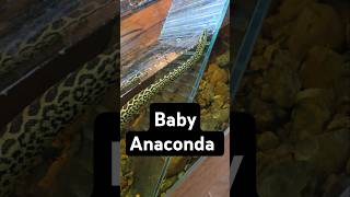 అనకొండ పిల్ల Baby Anaconda in USA Green Anaconda గాడు heaviest snake Wildlife in USA Texas [upl. by Lasonde]