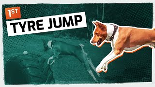 Basenji Agility and Fetch  Dog Training Highlights [upl. by Llerdnek]