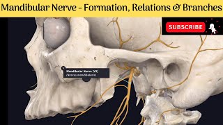 Mandibular Nerve  Formation  Course  Relations  Branches Anatomy mbbs education [upl. by Nwadrebma]