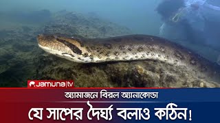 বিশ্বের সবচেয়ে বড় সাপের সন্ধান অ্যামাজনে  Amazon Anaconda  Jamuna TV [upl. by Ahidam]