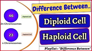 Difference between Diploid Cell and Haploid Cell Diploid haploid cell cells biology bivkedar [upl. by Eoin]