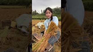 Rice Harvest Shenanigans 😂🌾 Friends Working and Snacking in the Rice Paddies [upl. by Yggam730]