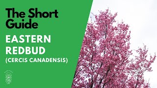 The Short Guide to the Eastern Redbud Cercis Canadensis [upl. by Borman]