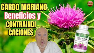 ❤️‍🔥 CARDO MARIANO SILIMARINA BENEFICIOS Y CONTRAINDICACIONES MAS IMPORTANTES ❤️‍🔥 [upl. by Corson]